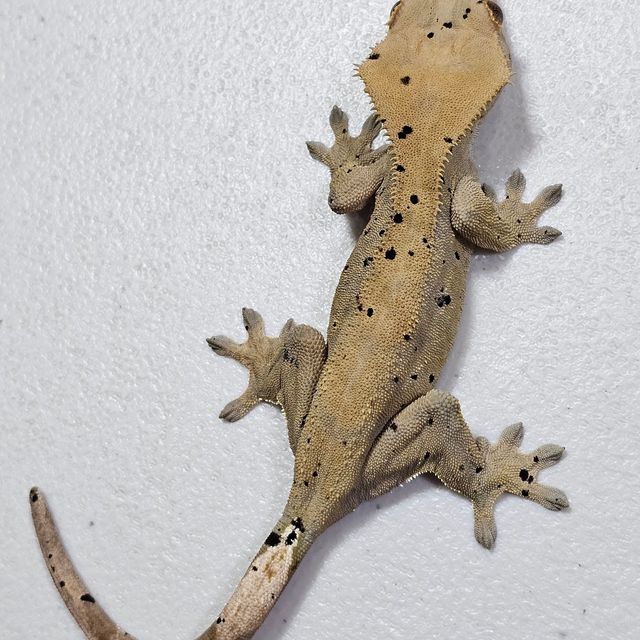 달마시안 슈퍼달마시안