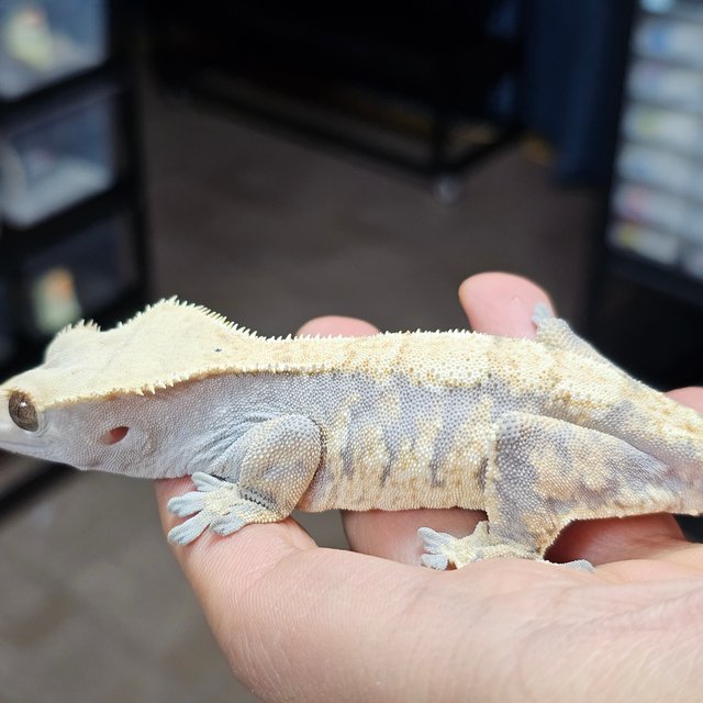 익스트림할리퀸