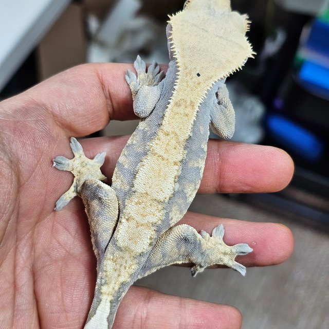 익스트림할리퀸