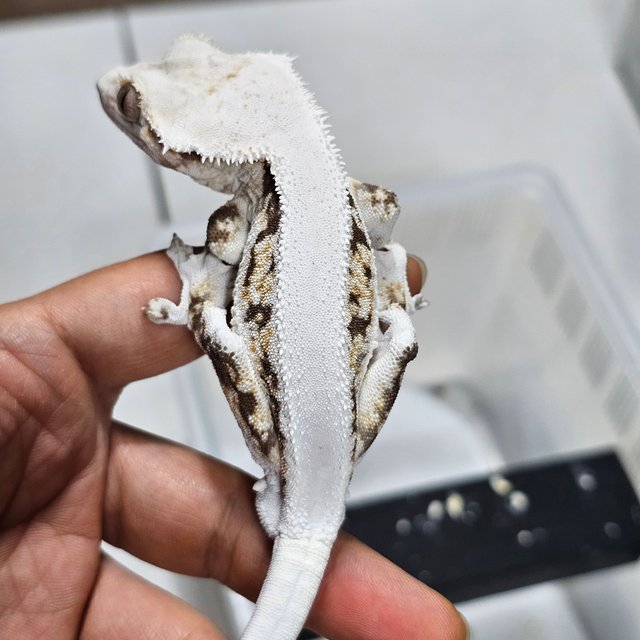 릴리화이트 솔리드백