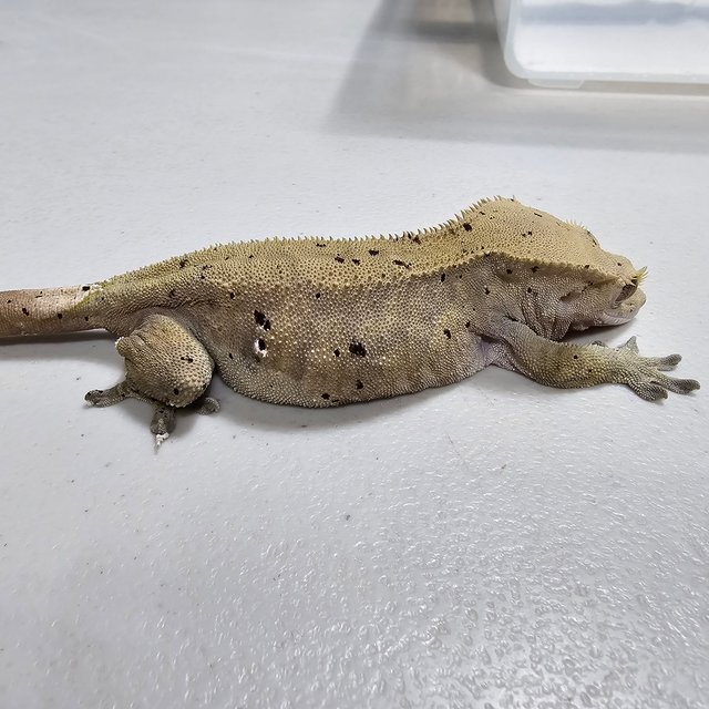 달마시안 슈퍼달마시안