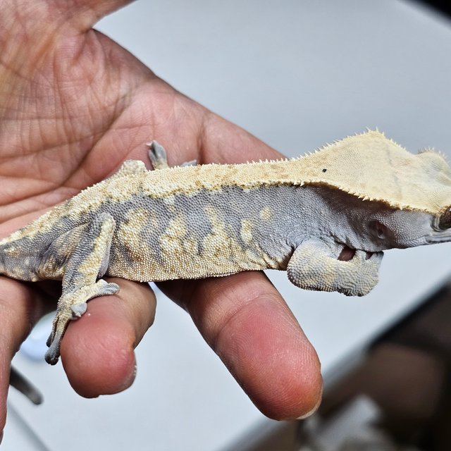 익스트림할리퀸