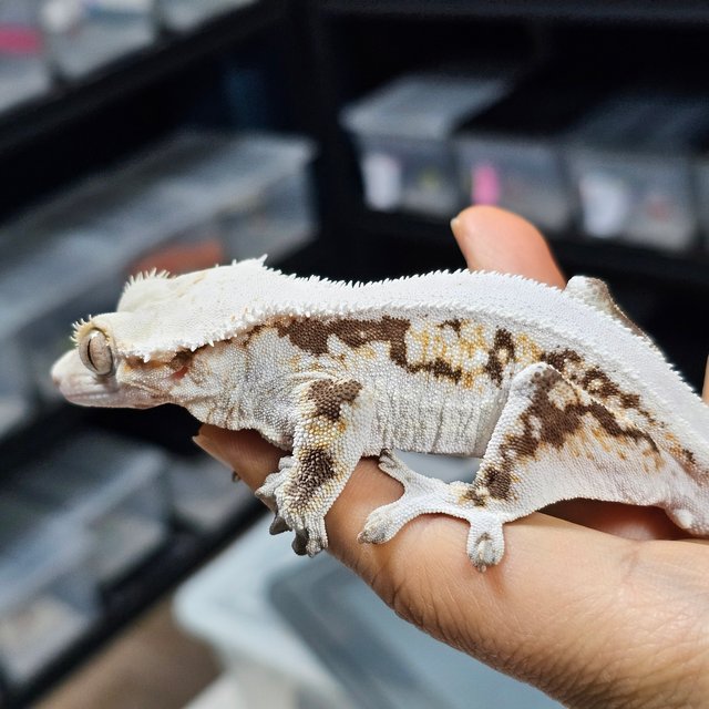 릴리화이트 솔리드백