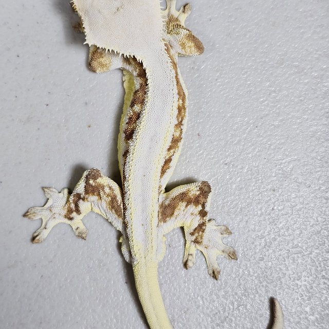 크림 릴리화이트