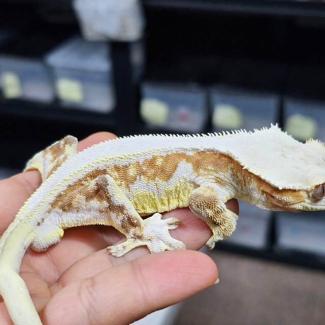 크림 릴리화이트