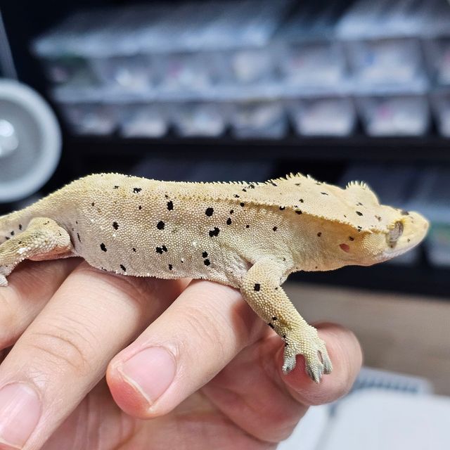 달마시안 슈퍼달마시안
