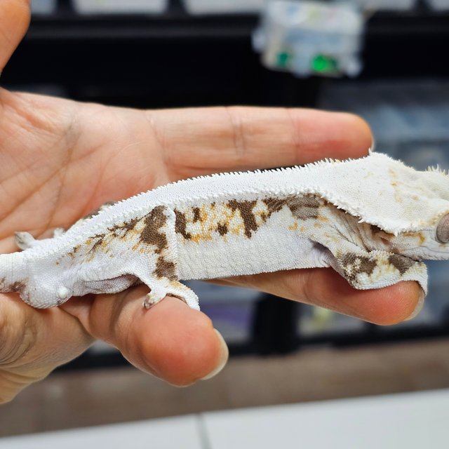 릴리화이트 솔리드백