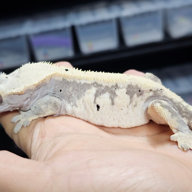 드리피 익스트림할리퀸