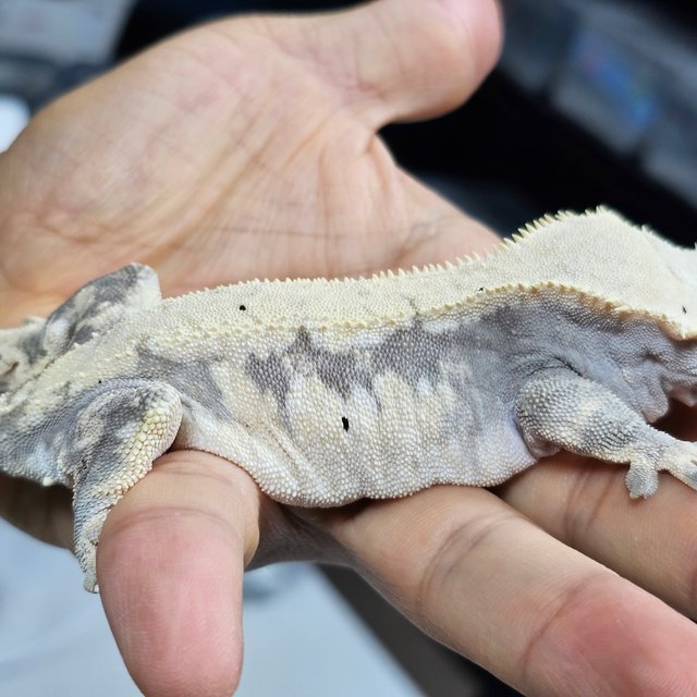 드리피 익스트림할리퀸