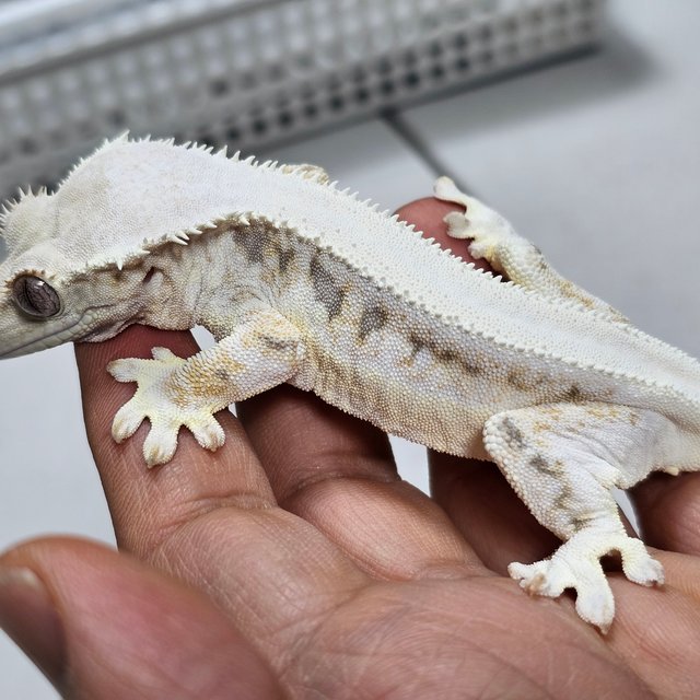 솔리드백 릴리화이트