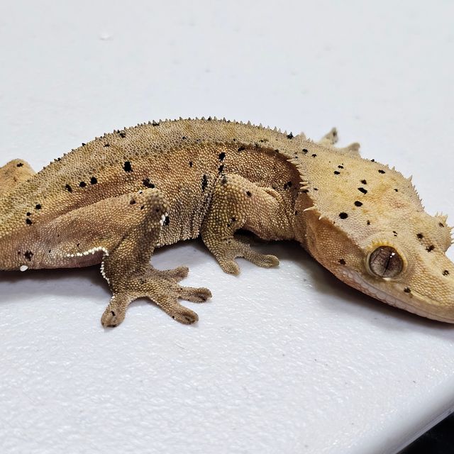 달마시안 슈퍼달마시안