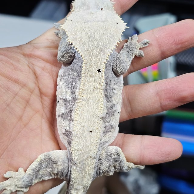 드리피 익스트림할리퀸