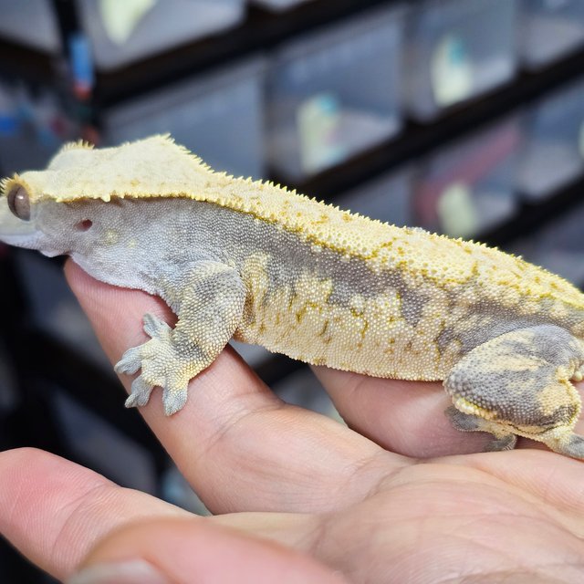 익스트림할리퀸 드리피