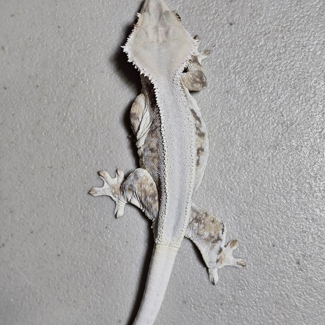 릴리화이트 솔리드백