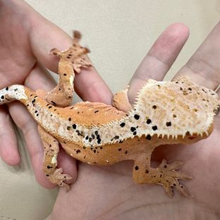 슈퍼달마시안 달마시안