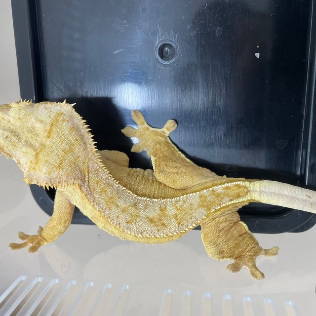 크림시클