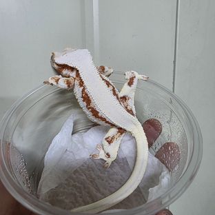 릴리화이트 레드 레이지 판다
