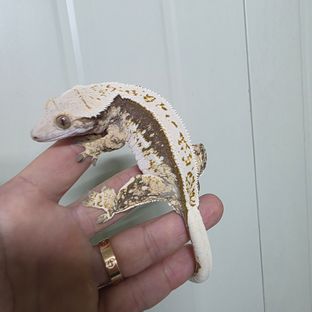 쿼드 풀핀