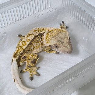 트라이