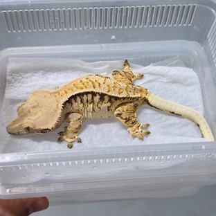 트라이