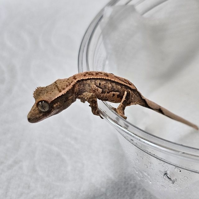 트라이