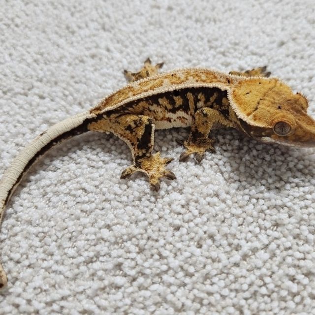 트라이