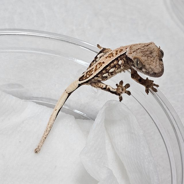 트라이