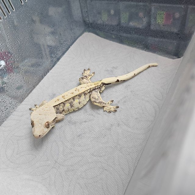 트라이