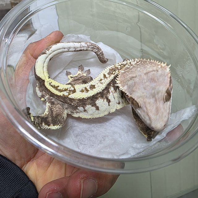 카푸치노 트라이