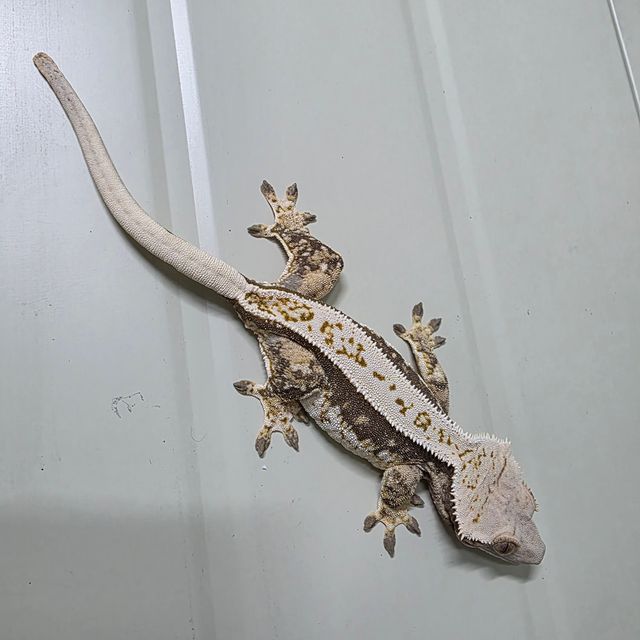 쿼드 풀핀