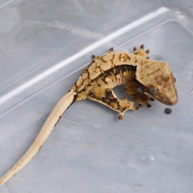 트라이