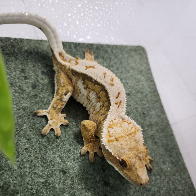 트라이