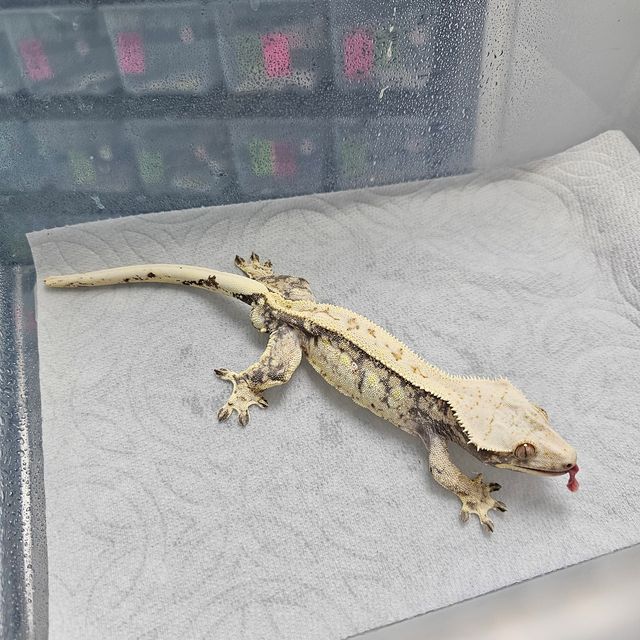 트라이