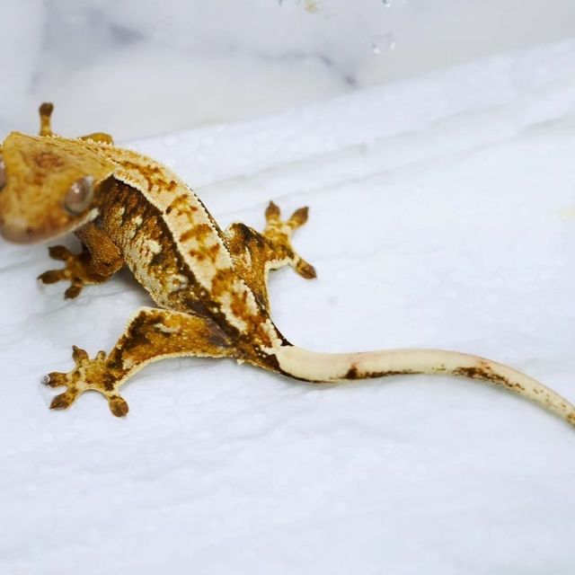 트라이