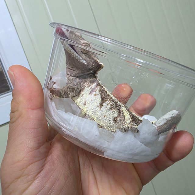 카푸치노 트라이