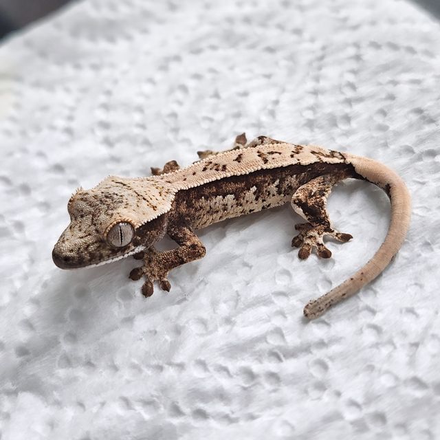 트라이