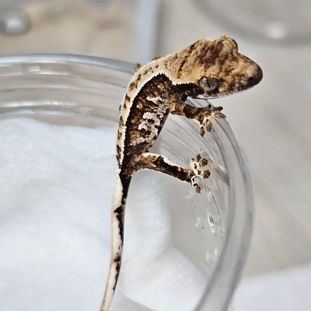 트라이