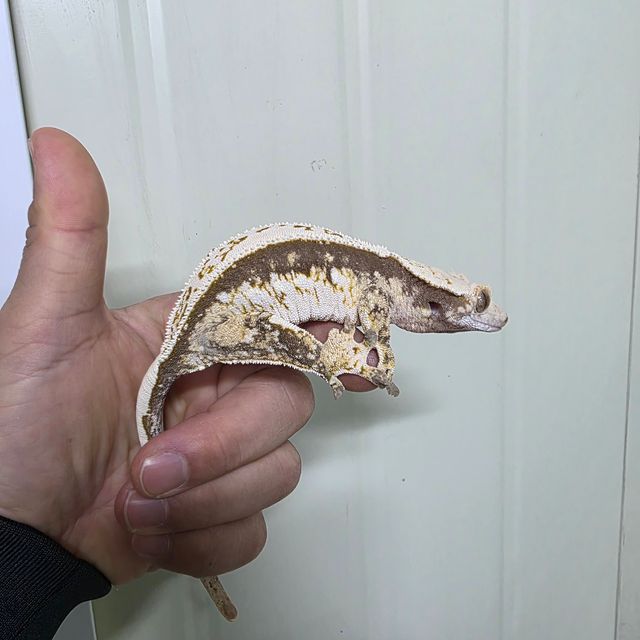 쿼드 풀핀