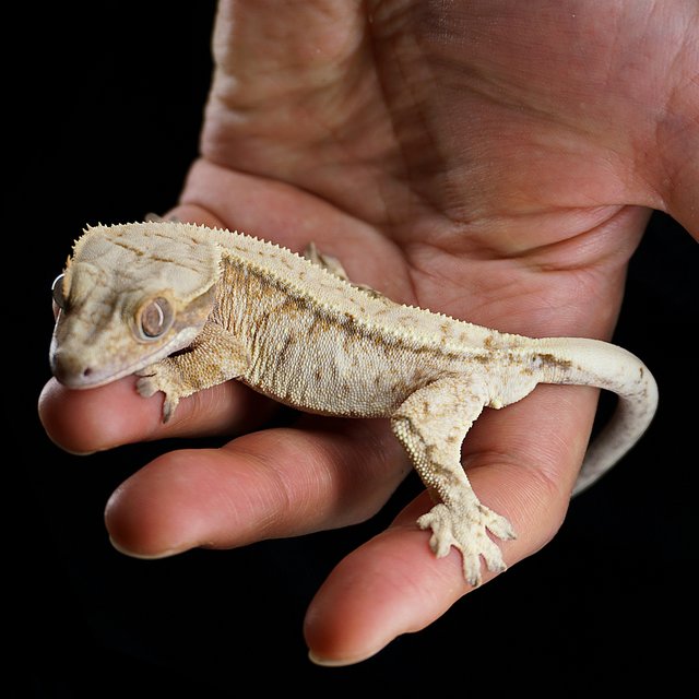 드리피 화이트스팟 트라이