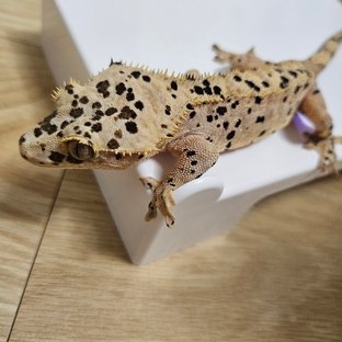 슈퍼달마시안