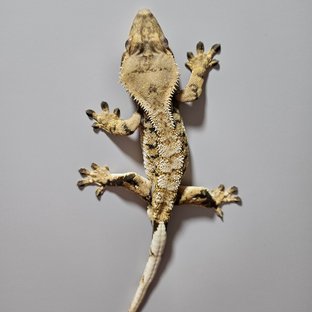 트라이 익스트림할리퀸 화이트핀 텐저린