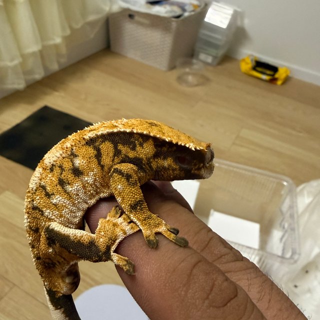 트라이 익스트림할리퀸 화이트핀 텐저린