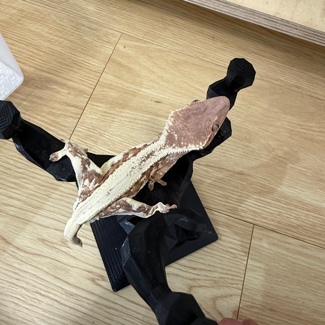 릴리 세이블 100%헷아잔틱