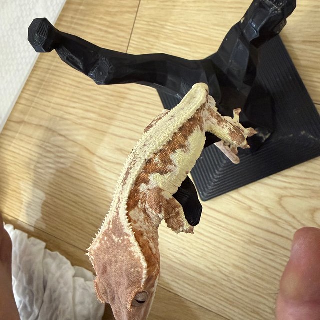 릴리 세이블 100%헷아잔틱