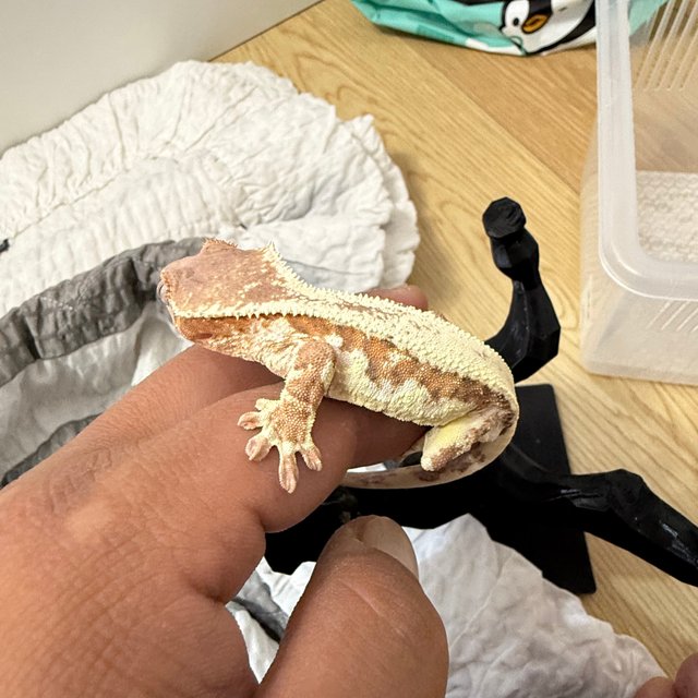 릴리 세이블 100%헷아잔틱