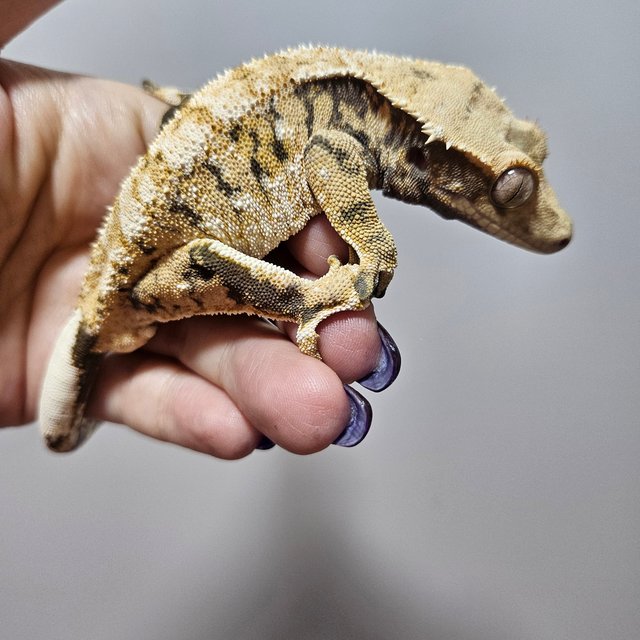 트라이 익스트림할리퀸 화이트핀 텐저린