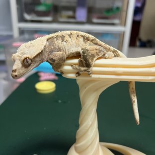 트라이