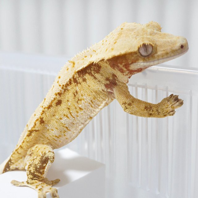 노멀 레드 트라이 화이트스팟