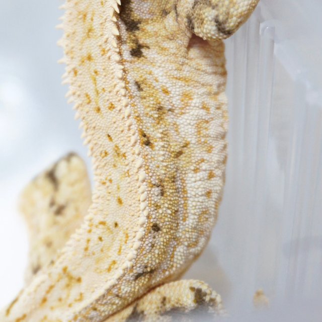 노멀 쿼드 트라이