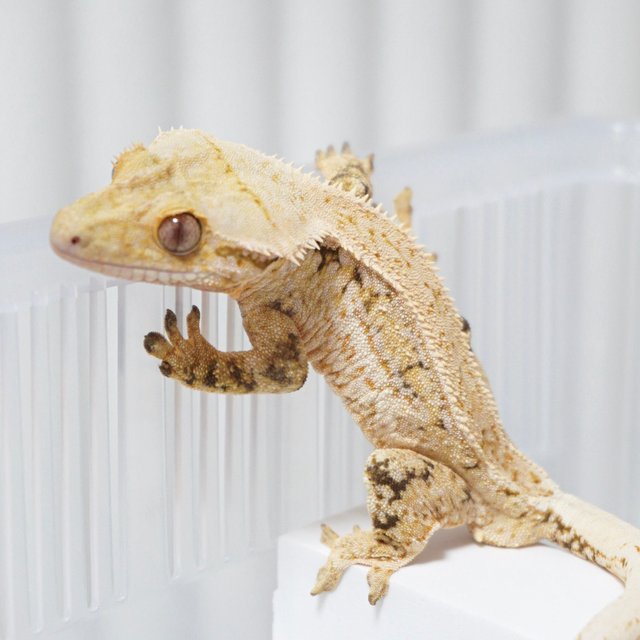 노멀 쿼드 트라이